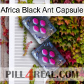 Africa Black Ant Capsule 01